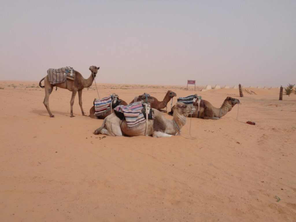 tunisie désert dromadaire